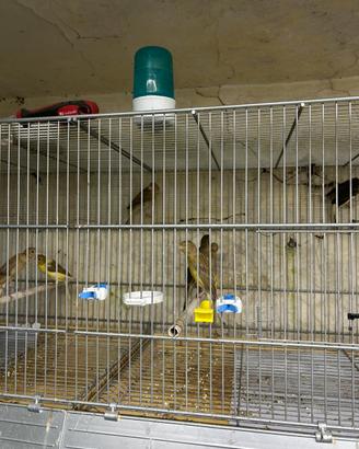 Canarini scotch 2026