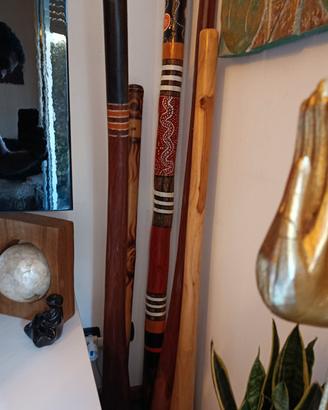 didgeridoo eucalipto agave frassino