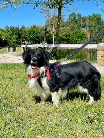 Cucciolone in adozione