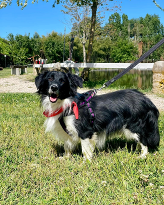 Cucciolone in adozione