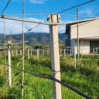 Traversine x pali kiwi