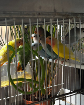Agapornis