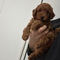 Barboncini mini mini toy