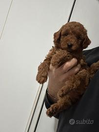 Barboncini mini mini toy