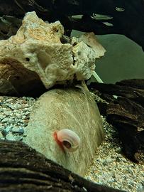 Lumachine Ramshorn rosa