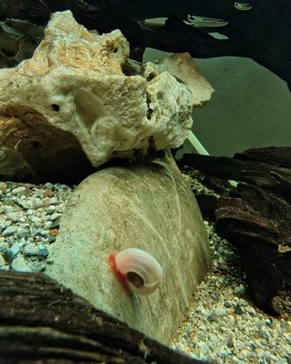 Lumachine Ramshorn rosa