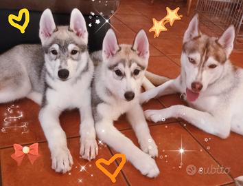 Incantevoli cuccioli di Siberian Husky