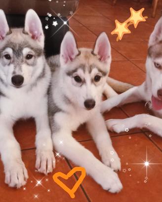 Incantevoli cuccioli di Siberian Husky