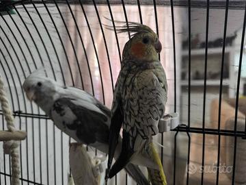 Coppia pappagalli