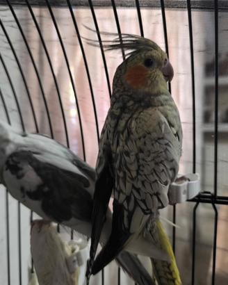 Coppia pappagalli