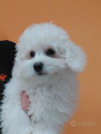 Bichon a pòil frisè