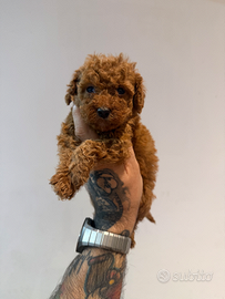 Cucciolo barboncino teacup Red