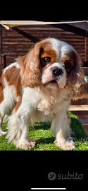 Due splendidi cuccioli cavalier king charles