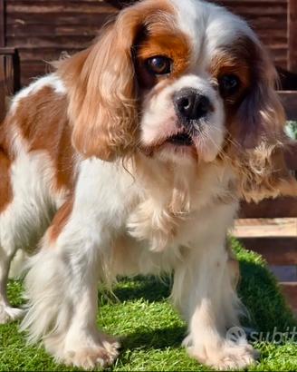 Due splendidi cuccioli cavalier king charles