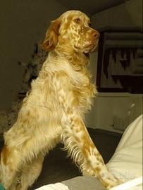 Setter Inglese Orange Belton per Accoppiamento