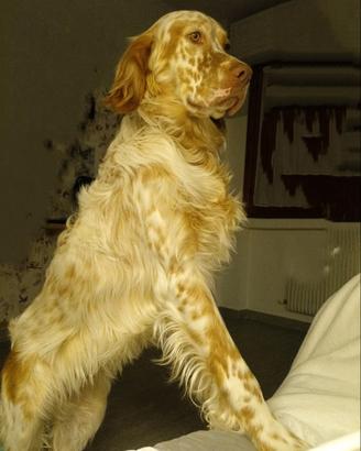 Setter Inglese Orange Belton per Accoppiamento