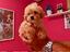 Immagine 16