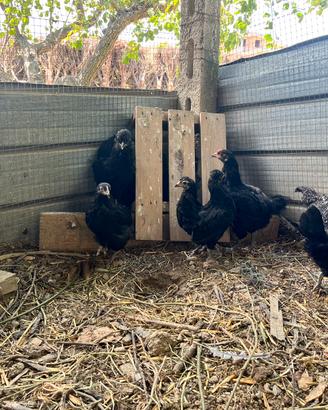 Galline