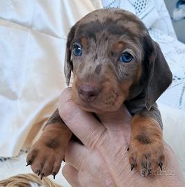 Bassottino arlecchino