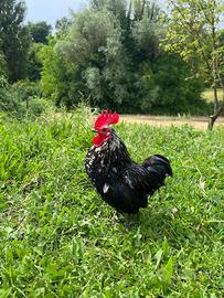 Gallo Nano