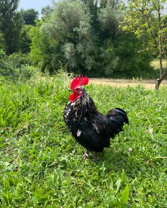 Gallo Nano