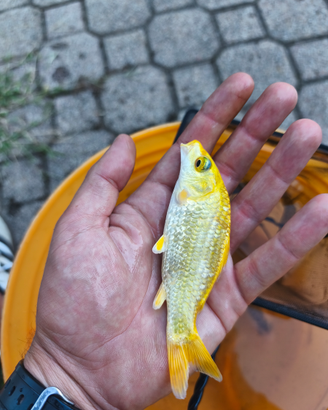 Carpe koi