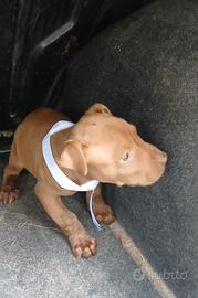 Cucciolo american pit bul terier