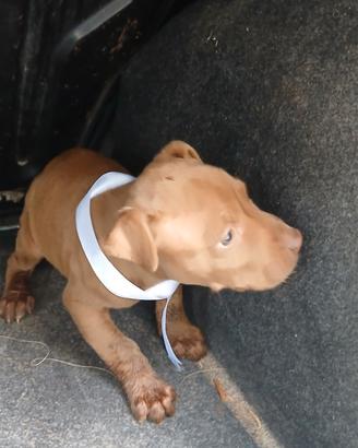 Cucciolo american pit bul terier