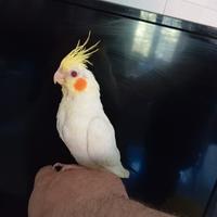 Calopsitte da imbecco