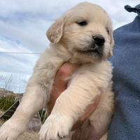 Ultime due cucciole di Golden Retriever