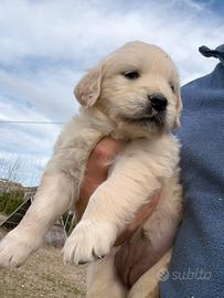 Ultime due cucciole di Golden Retriever
