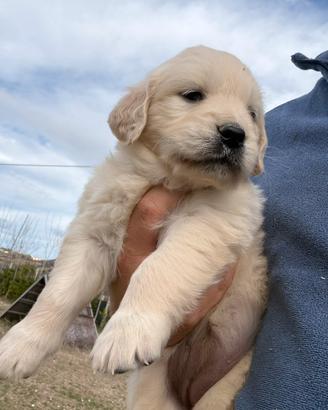 Ultime due cucciole di Golden Retriever