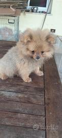Spitz Pomerania