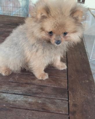 Spitz Pomerania