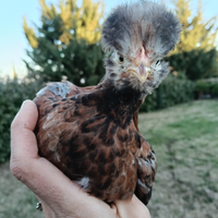 Coppie e pulcini gallina piccole da cova