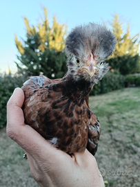 Pulcini e pulcinotti gallina piccole da cova