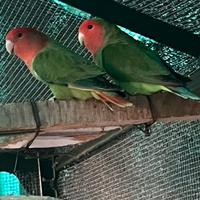 2 coppie serie verde, e una blu