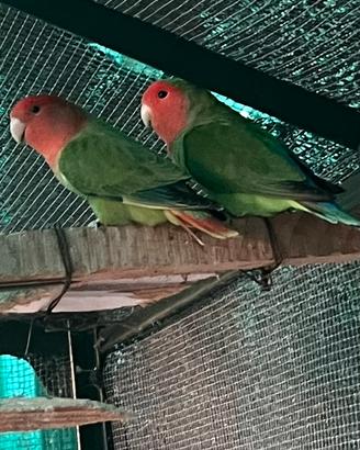 2 coppie serie verde, e una blu