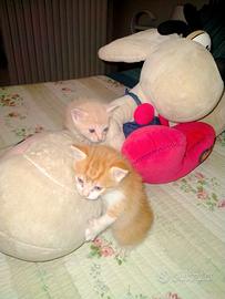Gatti arancione