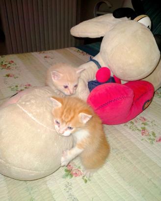 Gatti arancione