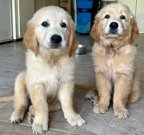Cuccioli di golden retriever con pedigree enci