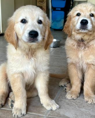 Cuccioli di golden retriever con pedigree enci