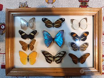Collezione farfalle 