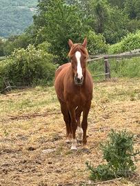 Cavallo castrone