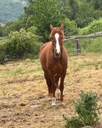 Cavallo castrone