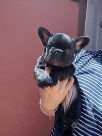 Bulldog francese