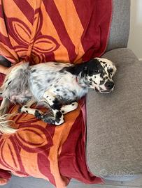 Setter femmina 15 mesi