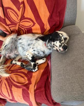 Setter femmina 15 mesi