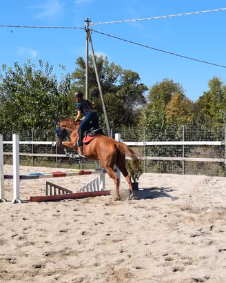 cavalla per salto e passeggiate 