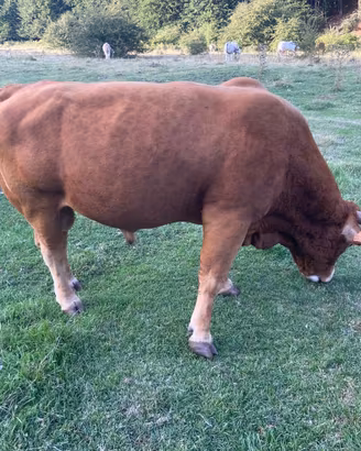 Toro Limousine